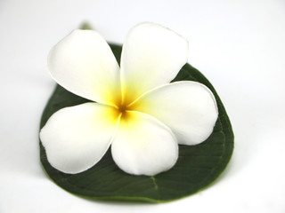 Fototapeta na wymiar Plumeria flowers in bright colors and leaf isolated on white background