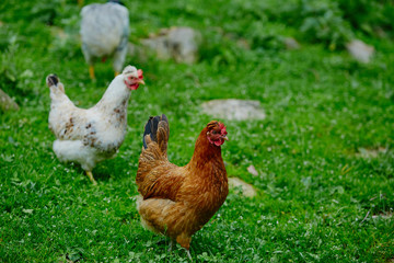 chickens in the yard graze, hens feed on grass. poultry farm