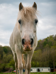 white horse in the field. Young Grey horse looking inquisitively at the camera. Beautiful detail. 