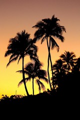 Plakat Low Angle View Of Silhouette Palm Trees Against Sky During Sunset