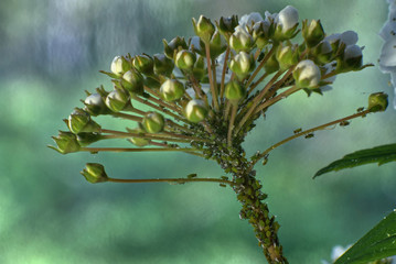 läuse an der blüte der japanischen Strauchspiere