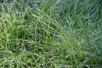 Grass covered with droplets of morning dew in the rays of the rising sun. Morning dew drops. Close up. hd wallpaper green nature wallpapers for desktop backgrounds. 