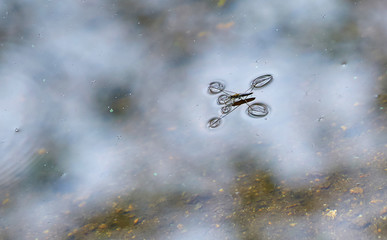 Hydrometra stagnorum Linnaeus on the surface of the pond