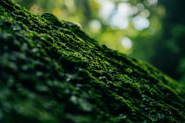 Texture of green moss and leaves on stone background
