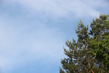Beautiful picturesque sky landscape: blue sky in fluffy cirrus clouds and and fluffy pine in cones. Hd wallpaper sky nature wallpapers for desktop backgrounds
