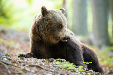 Fototapeta premium Tranquil brown bear, ursus arctos, lying down and looking behind on spring forest with blurred trees in background. Cute mammal in woodland from low angle view. Idyllic animal wildlife scenery.