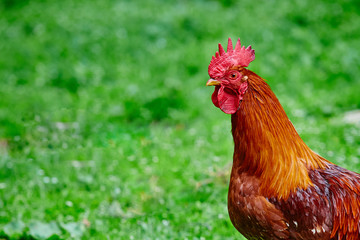 Beautiful young bright red cock on green farm grass