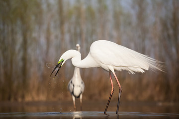 Egret eating fish