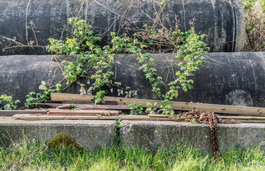 Concrete sewer pipes overgrown by blackberry bush