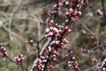spring
