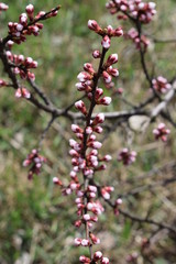 apricot blossom