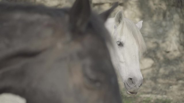 brown and white horses, change focus from white horse to dark horse, natural light, flat video, close up