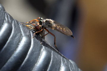 eine fressende Mücke