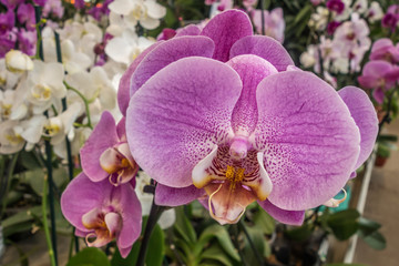floral background of orchids in a greenhouse close up