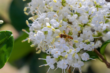 Marmalade hoverfly on the beautiful white flower of plant