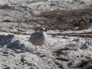Junge Möwe am Strand