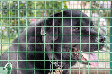 Black labrador retriever dog behind the bar of cage