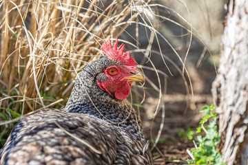 Portrait de poule