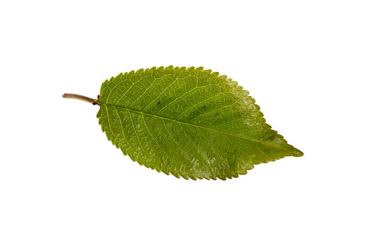 Cherry tree leaf