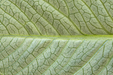 Highly detailed image of green leaf texture, background