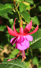 Purple and Red Fuchsia Flower