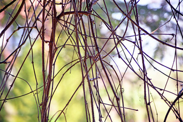 Abstract background of bare creeper branches.