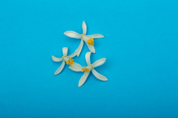 Obraz premium Tender white flowers of a citrus lemon plant, close-up on a blue background. Natural cosmetics, essential oils and traditional medicine concept. Indoor citrus tree growing. Mock-up and copy-space