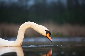 Fototapeta premium Swan - wildlife in its natural habitat