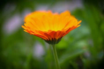Calendula flower, marigold, close-up on blurry green background,