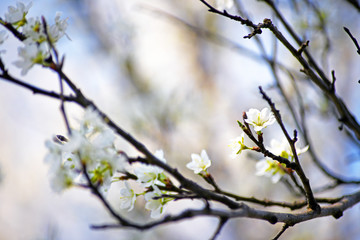 Beautiful flowering tree branches. The first heralds of spring. Awakening of life. Interesting...