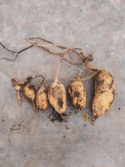 sweet potato harvest flat lay photo on concrete background