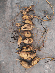 sweet potato harvest flat lay photo on concrete background