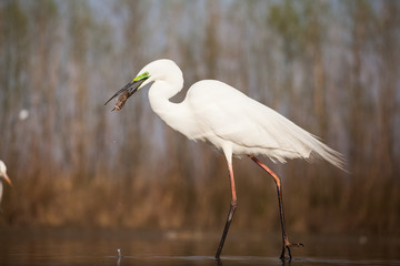 Fototapeta premium Egret eating fish