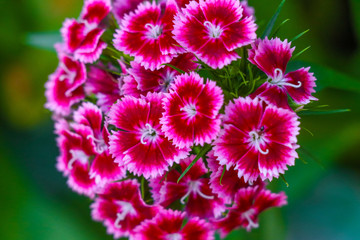 Dianthus barbatus, sweet william flower plant blooming over green background