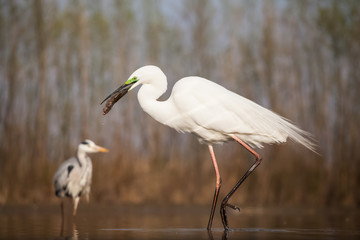 Obraz premium Egret eating fish