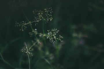 Dark Green Plant Background