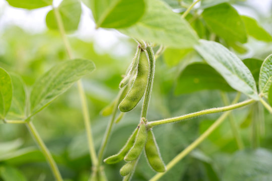 Green Soybean Field Closeup, Soy Bean Crops In Field. Background Of Ripening Soybean. Rich Harvest Concept. Agriculture, Nature And Agricultural Land. Soy Beans In Sun Rays Closeup.