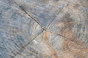 Fototapeta premium Tree cut wood pattern ring inside tree trunk