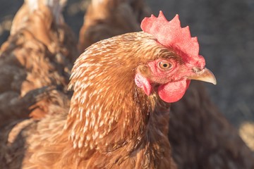 Single brown sunny chicken outdoors at bio poultry farm sun. Rural agriculture scene with happy hen looking right. Ecological animal farming and self sufficiency by sustainable fowl livestock