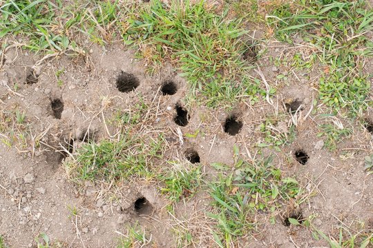 Mouse or vole hole in the ground, lawn cultivation problem, agriculture problem. Rodents overpopulation.