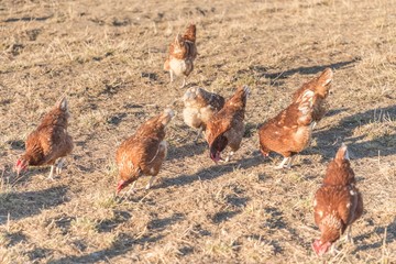 Brown chickens live outdoors at bio poultry farm grass meadow. Rural agriculture scene with free happy hens outdoor. Ecological animal farming and self sufficiency by sustainable fowl livestock