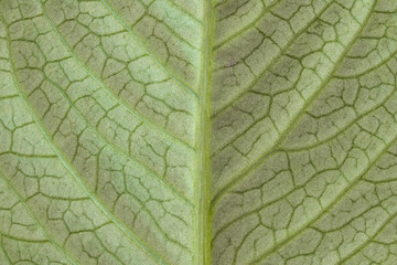 Highly detailed image of green leaf texture, background