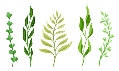 Sprigs and Twiglets with Green Leaves Vector Set