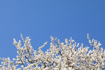 Mirabelle plum in the spring is often showered with a million white flowers.