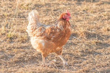 Brown chicken live outdoors at bio poultry farm grass meadow. Rural agriculture scene with free happy hen outdoor. Ecological animal farming and self sufficiency by sustainable fowl livestock