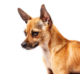 small dog with big eyes and ears