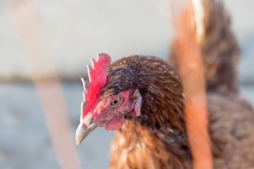 Single brown chicken outdoors at bio poultry country farm. Rural agriculture scene with happy hen head looking left. Ecological animal farming and self sufficiency by sustainable fowl livestock