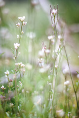 Full frame close up shot of wild flowers - goose cress