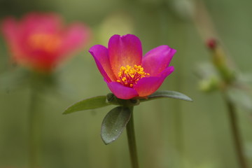 pink flower in the sun