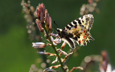  Orman Fistosu /  Zerynthia cerisyi